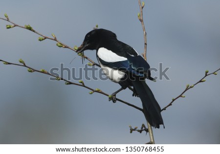 A stunning Magpie, Pica pica, perched on a branch in a tree with food in its beak.