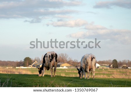 Two quietly grazing cows, seen from behind, with a village in the background.