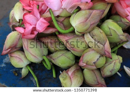 Pink Lotus flowers against blue background in market