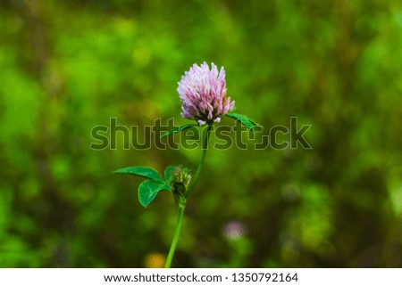 clover flower on natural background