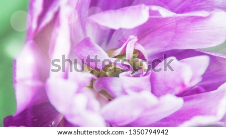 Delicate white tulip bud on a blurry background of multicolored tulips on a sunny day. Background