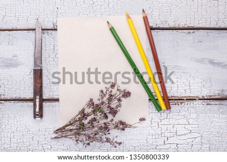 knife, sheet of paper, dry mint and pencils on the table