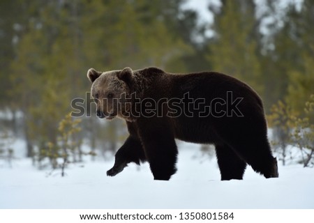 Brown bear in spring. Bear walking on snow.