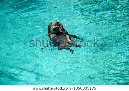 The Humboldt penguin swimming into the water. Penguin swimming in the water. Photograph taken in a zoo.