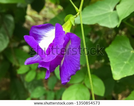 Beautiful Purple Flower (Butterfly Pea Flower) and Green Leaves  in the garden with nature background.
