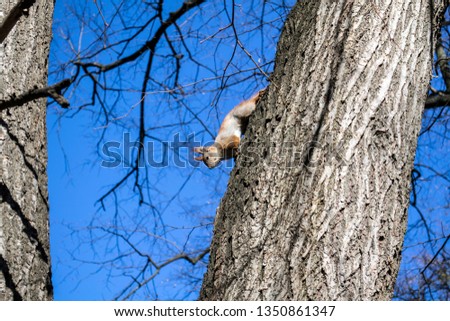 Squirrel on an old tree