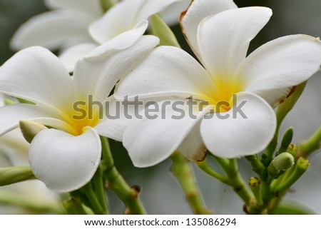 Close up of white and yellow frangipani flowers with leaves in background.