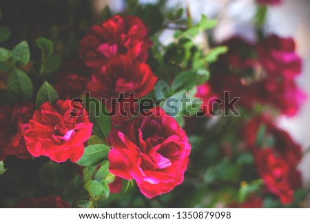 Beautiful fresh red roses in nature. Natural background, large inflorescence of roses on a garden bush.