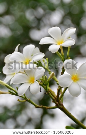 Close up of white and yellow frangipani flowers with leaves in background.