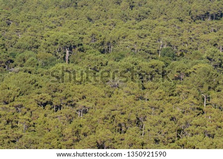 Photo picture Forest seamless pattern texture background