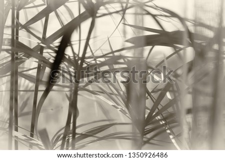 Spring day. Window, white transparent curtain and palm leaves. Picture taken in Ukraine. Horizontal frame. Black and white image. Sepia