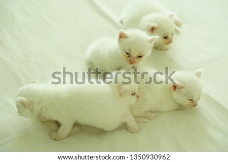 white Kittens playing on the bed .