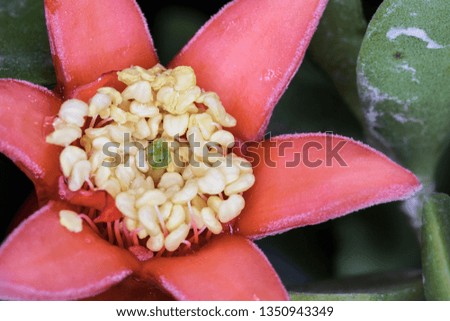 close up shot of a beautiful red flower with white pollen