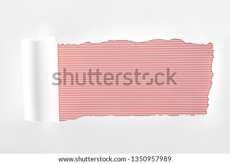 ragged textured white paper with rolled edge on red striped background 