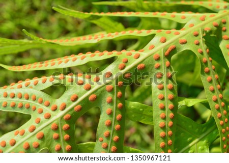 Spores of Fern Royalty-Free Stock Photo #1350967121