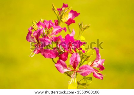 Pink tropical flowers on yellow background