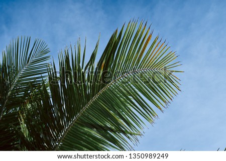 Coconut palm blue sky sun Summer holiday exotic clouds