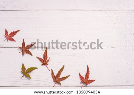 Beautiful Japanese red maple leaves over a weathered white wood background with blank copy space.Can be used as a border, a frame, and a wallpaper. Summer concept.