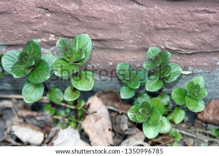 new growth mint with concrete background