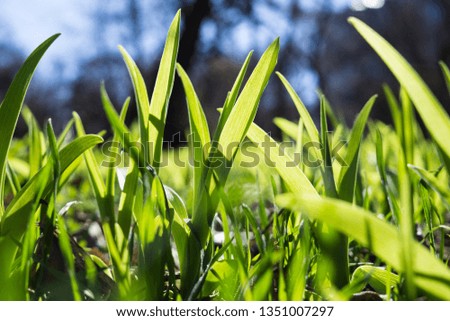 Natural green grass on the ground, plants and leaves
