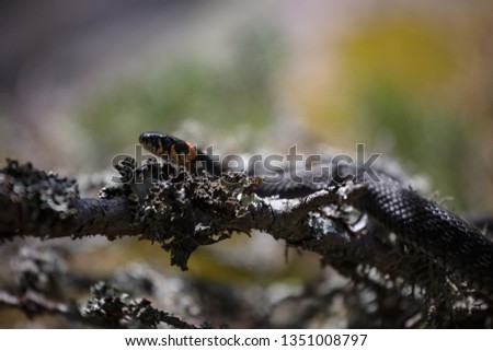 Picture of a grass snake on a branch