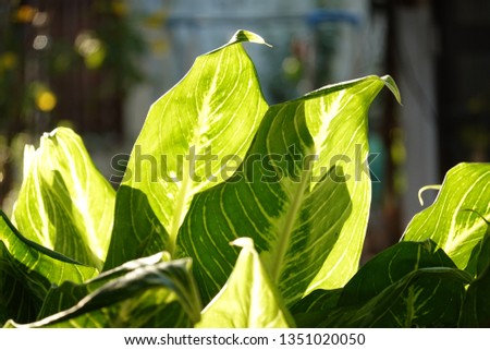 The light and shadow shade of green leave