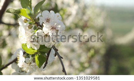 The Cherry Branch Blooms Beautifully. Flowers On The Fruit Tree Are White. Sunny Day. Some Buds On The Tree Have Not Yet Blossomed. Close-up.