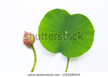 Lotus leaf on white background.