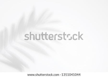 Shadow Of Palm Leaf Royalty-Free Stock Photo #1351041044