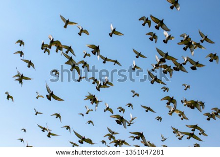 flock of speed racing pigeon bird flying against clear blue sky