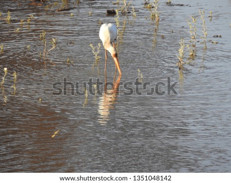 White stork standing in the water.