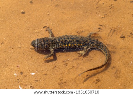 Sharp-ribbed Salamander, Spanish Ribbed Newt
