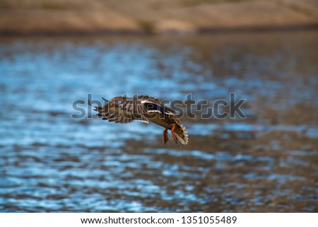 Duck fly nature spring water life lake warm