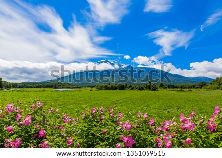 It is Mt. Iwate, a famous mountain in Iwate Prefecture, Japan. The name of the pink flower on the front is "Fuyo Aoi". Royalty-Free Stock Photo #1351059515
