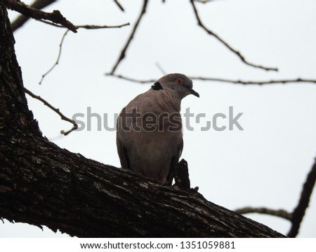 Ring necked dove perched on a tree branch.