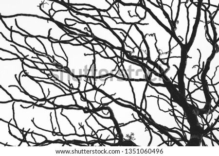 Dead tree and branch isolated on white background. Black branches of tree backdrop. Nature texture background. Tree branch for graphic design and decoration. Art on black and white scene. 
