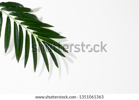 Palm Leaf And Shadow On White Royalty-Free Stock Photo #1351061363