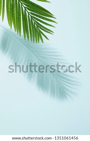 Palm Leaf And Shadow On Turquoise Royalty-Free Stock Photo #1351061456