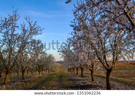 Almond trees in bloom, sunset. Provence, France.