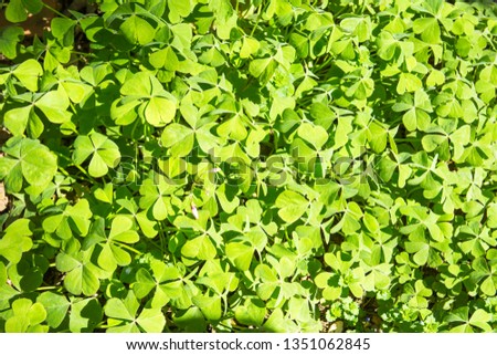 Lucky Irish Four Leaf Clover in the Field for St. Patricks Day