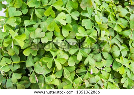 Lucky Irish Four Leaf Clover in the Field for St. Patricks Day