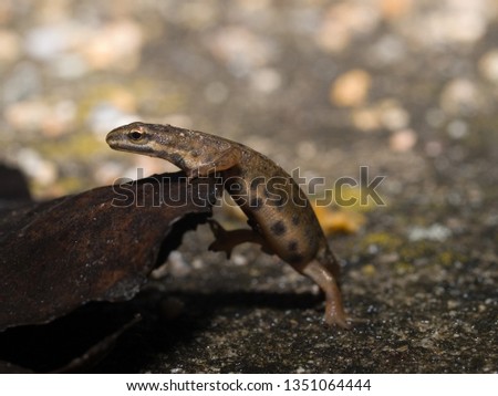 common newt, smooth newt