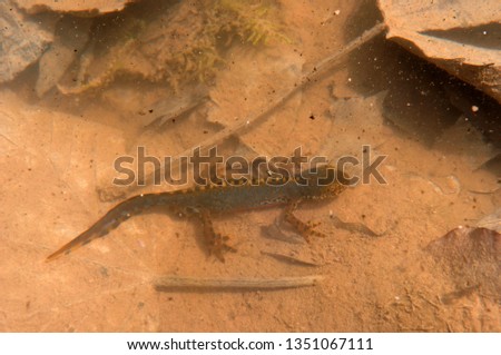 alpine newt in austria