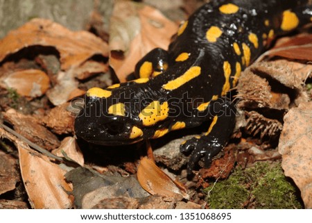 fire salamander naer a small river