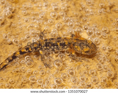 fire salamander, junvenile in the water
