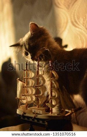 Little kitten near the toy decorative ship smells it, looks at it and crunch in back sunlight portrait close up 35mm
