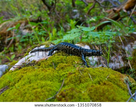 alpine salamander in austria