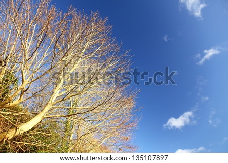  branches of trees against the blue sky. Autumn scenery