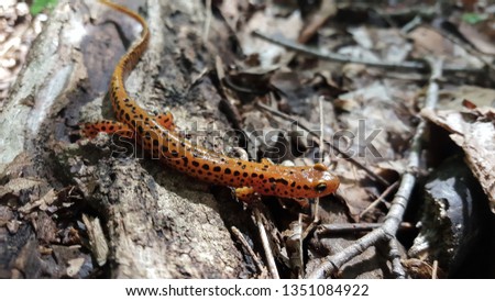 A brilliantly colored long tailed salamander making it's way through the dense forest floor.