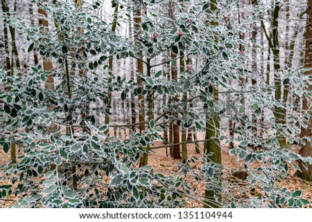 Leaves and plants with hoarfrost